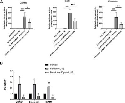 Dauricine Attenuates Vascular Endothelial Inflammation Through Inhibiting NF-κB Pathway